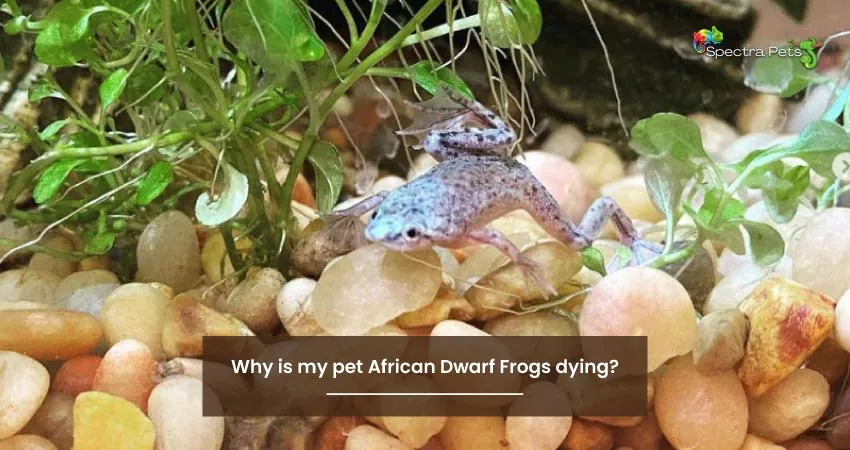 Why is my pet African Dwarf Frogs dying