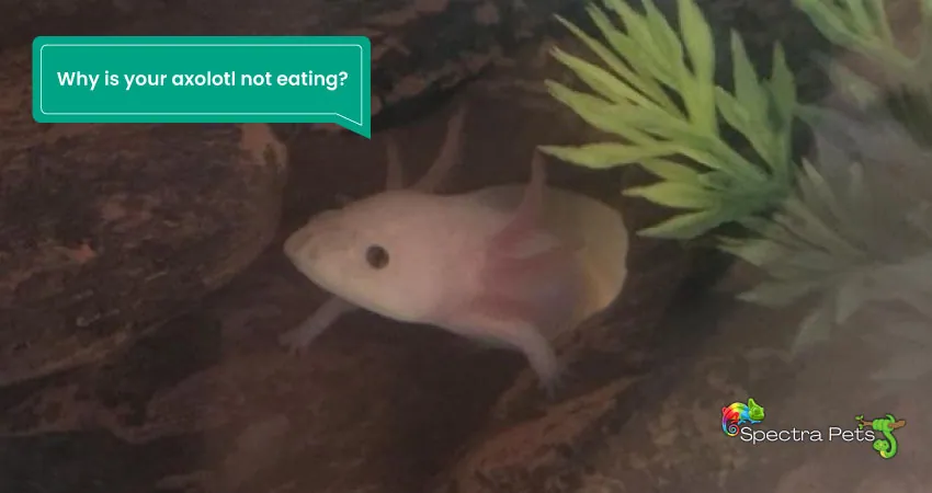 Why is your axolotl not eating