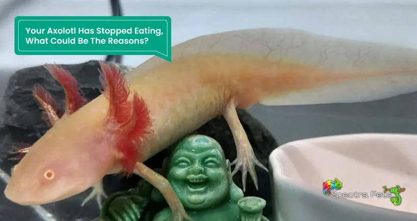 Your Axolotl Has Stopped Eating What Could Be The Reasons