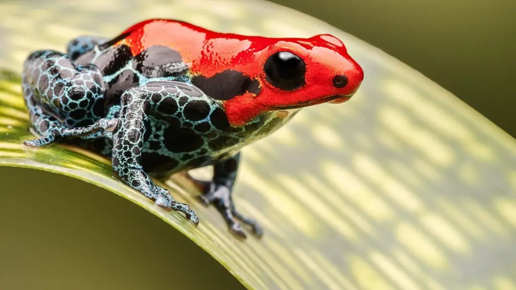 bright and colorful poison dart frog