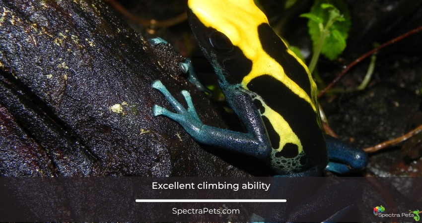 dart frog has excellent climbing ability
