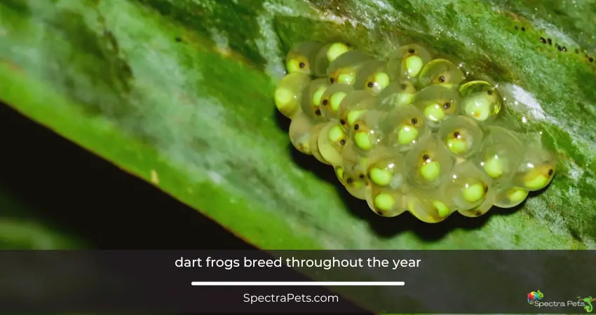 Clutch of eggs of poison dart frog