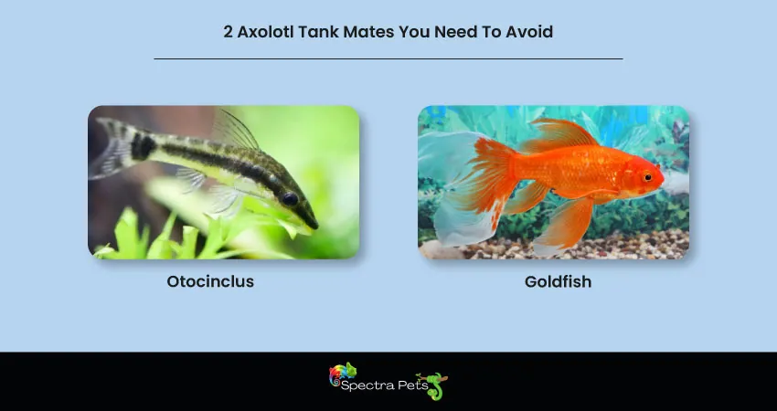 2 Axolotl Tank Mates You Need To Avoid