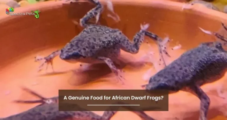 Fish Flakes: A Genuine Food for African Dwarf Frogs?