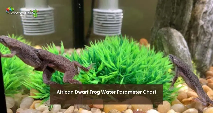 African Dwarf Frog Water Parameter Chart