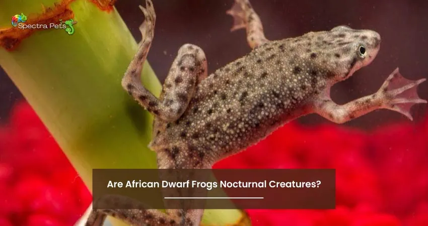 Are African Dwarf Frogs Nocturnal Creatures