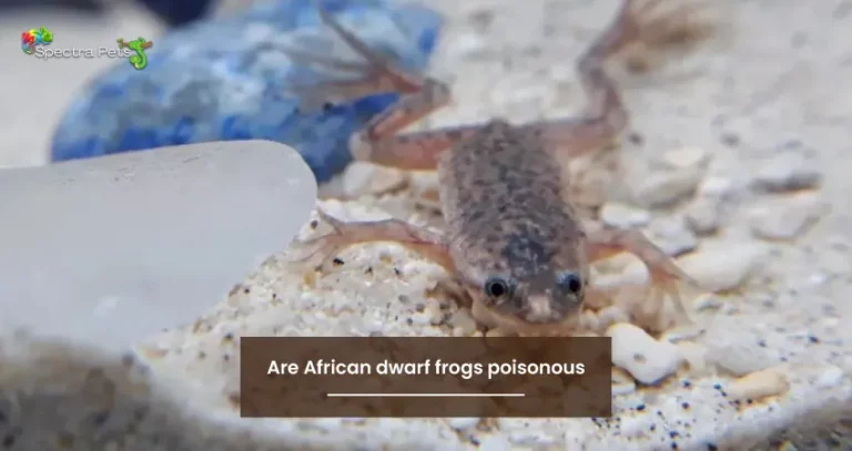 Are African dwarf frogs poisonous: Myth or Reality?