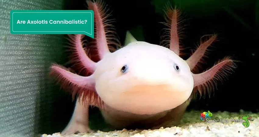 Are Axolotls Cannibalistic