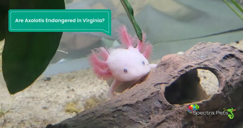 Are Axolotls Endangered in Virginia