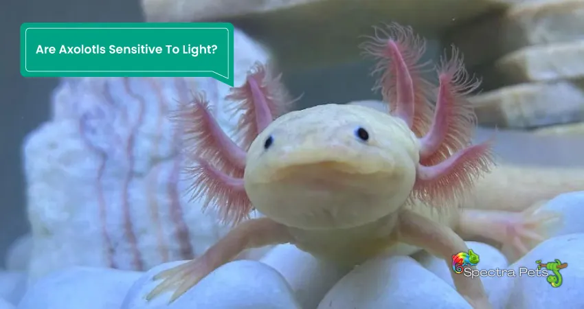 Are Axolotls Sensitive To Light