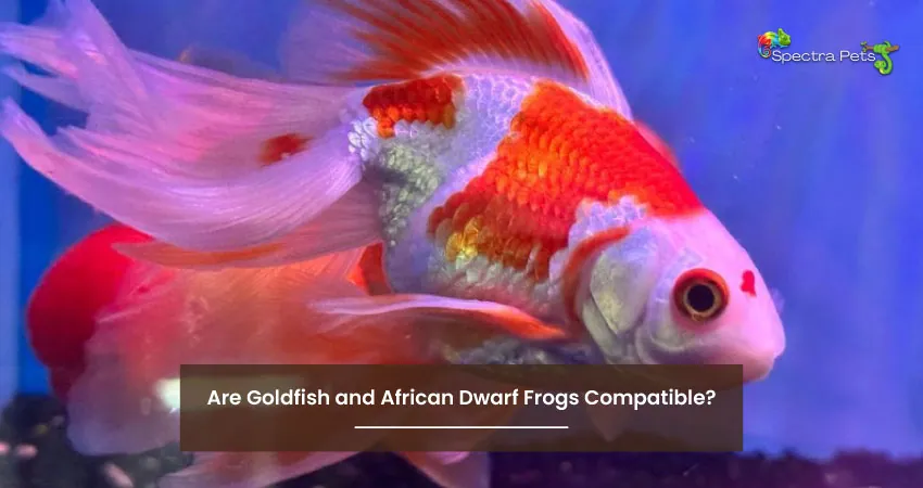 Are Goldfish and African Dwarf Frogs Compatible