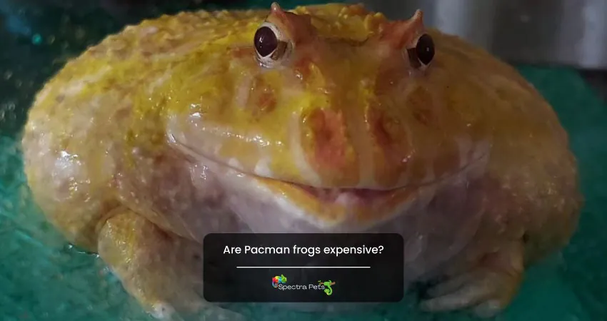 Are Pacman frogs