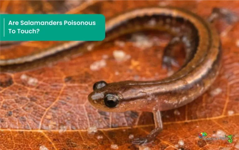 Are Salamanders Poisonous To Touch? Or Is It Just A Myth?