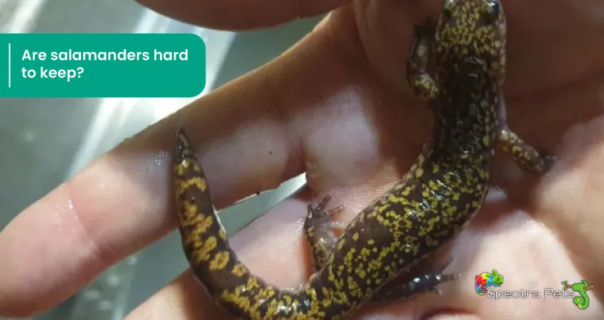 Are salamanders hard to keep How do you keep a salamander alive as a pet