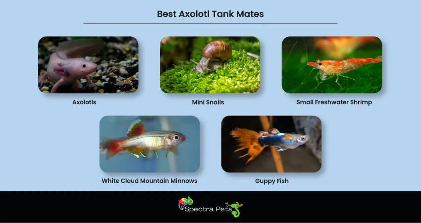 Best Axolotl Tank Mates