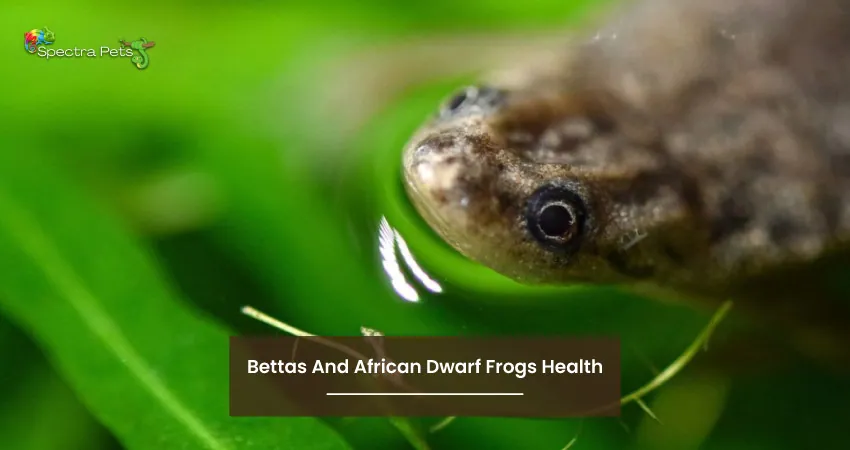 Bettas And African Dwarf Frogs Health