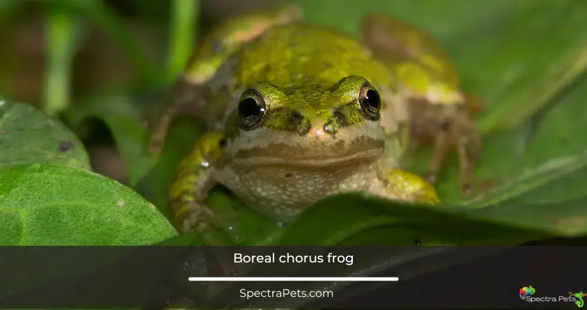 Boreal chorus frog