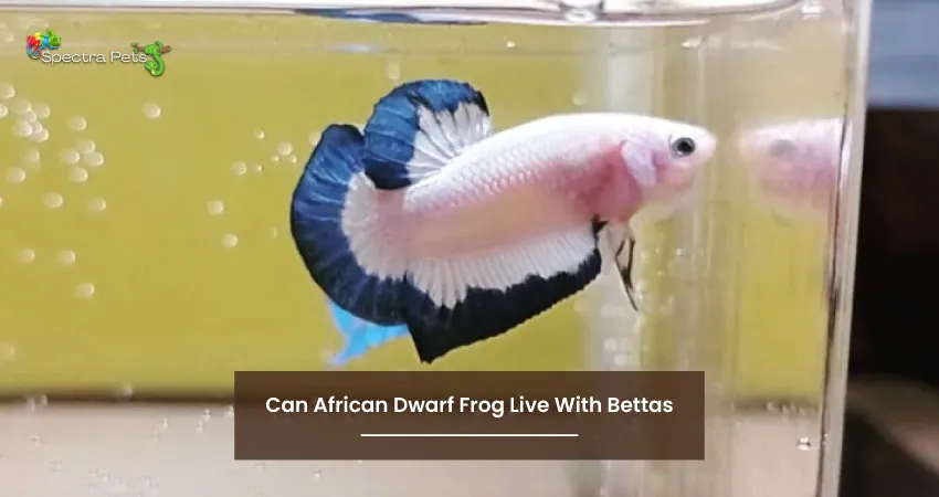 Can African Dwarf Frog Live With Bettas