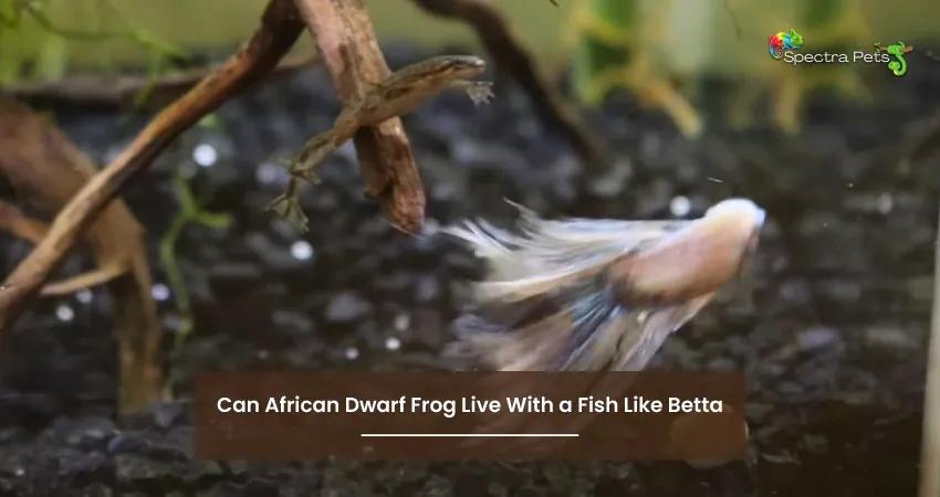 Can African Dwarf Frog Live With a Fish Like Betta