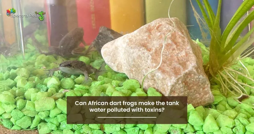 Can African dart frogs make the tank water polluted with toxins