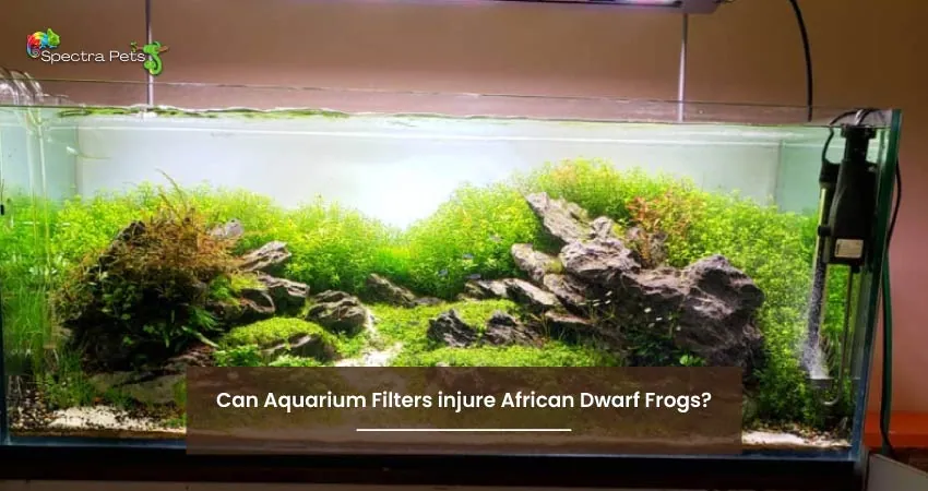 Can Aquarium Filters injure African Dwarf Frogs