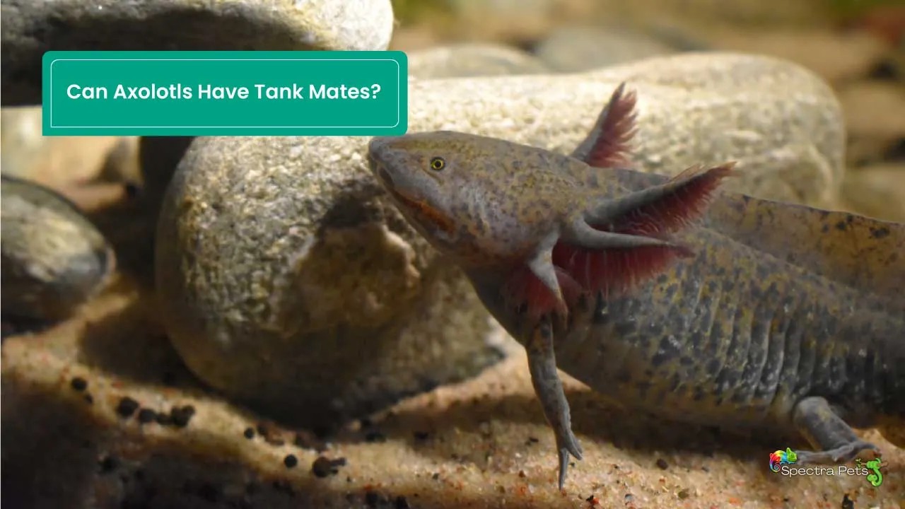 Can Axolotls Have Tank Mates? [Best & Worst Tank Mates]