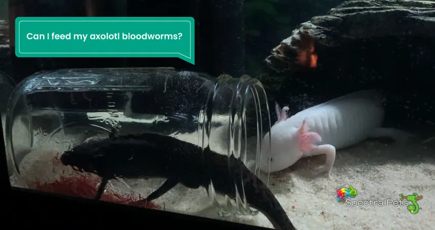 Can I feed my axolotl bloodworms