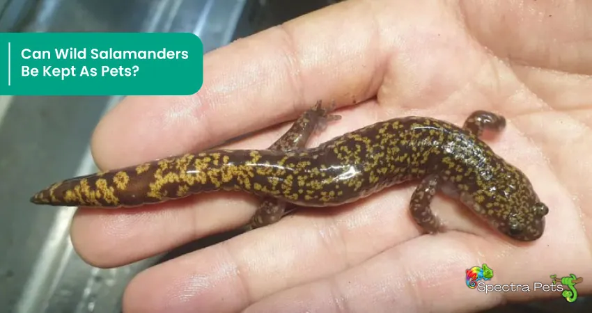 Can Wild Salamanders Be Kept As Pets