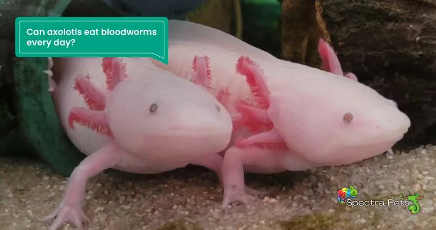 Can axolotls eat bloodworms every day