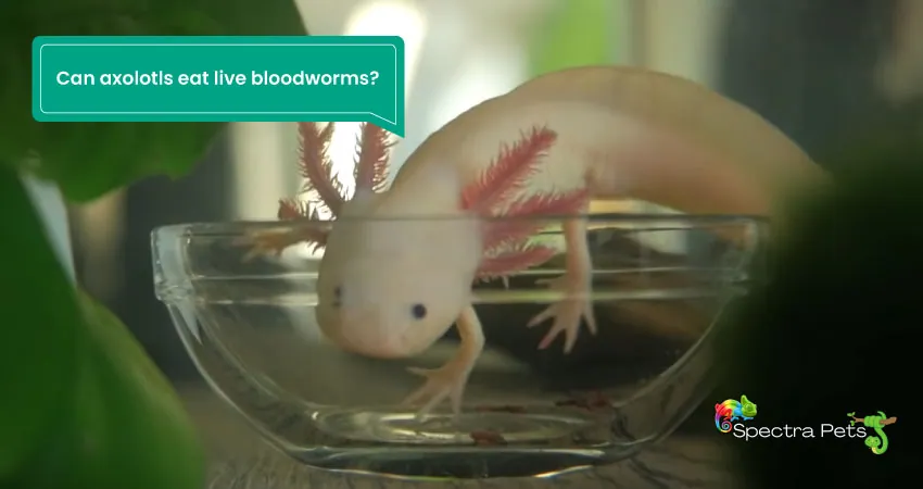 Can axolotls eat live bloodworms