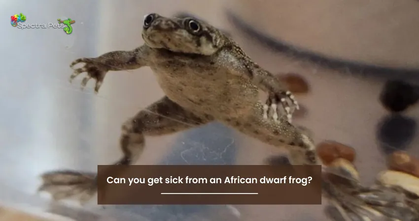 Can you get sick from an African dwarf frog