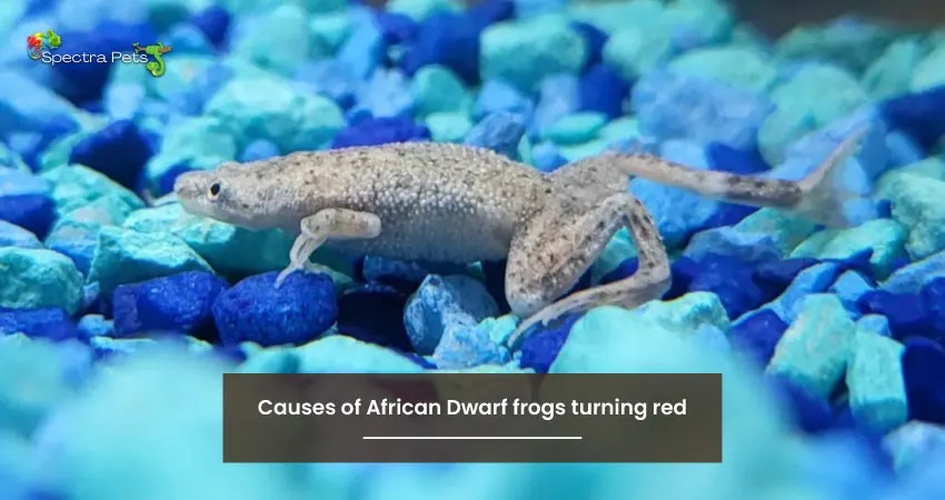 Causes of African Dwarf frogs turning red