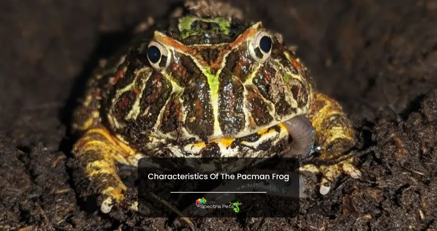 Characteristics Of The Pacman Frog