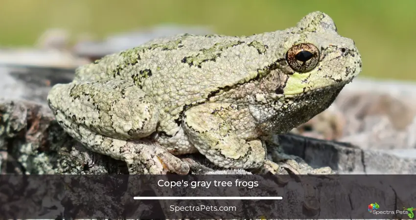 Copes gray tree frogs