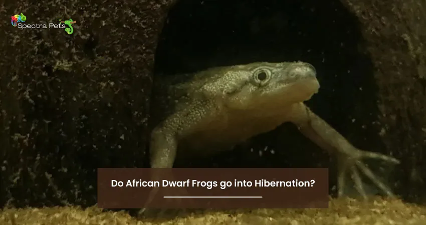 Do African Dwarf Frogs go into Hibernation