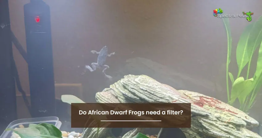 Do African Dwarf Frogs need a filter