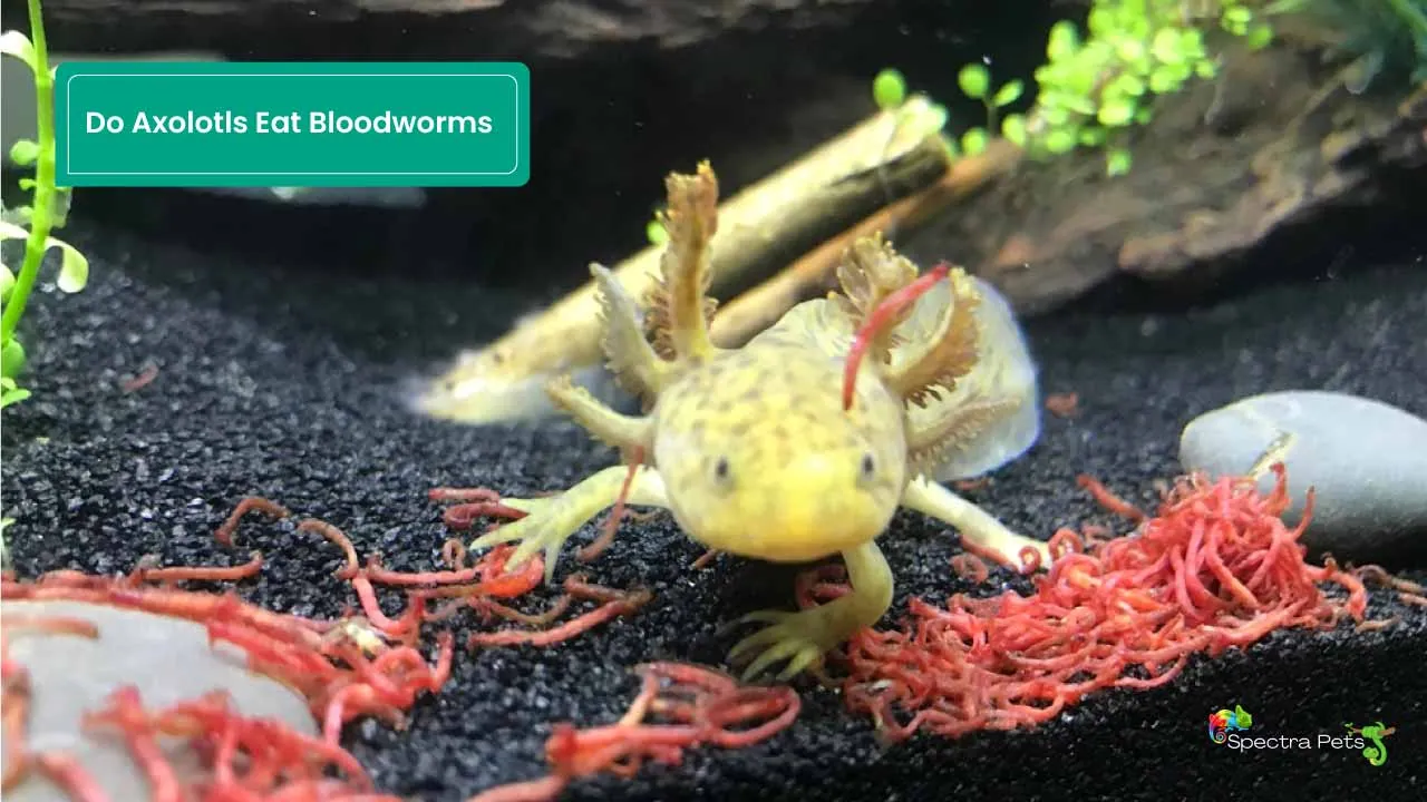 Do Axolotls Eat Bloodworms Safe To Feed Your Pet 