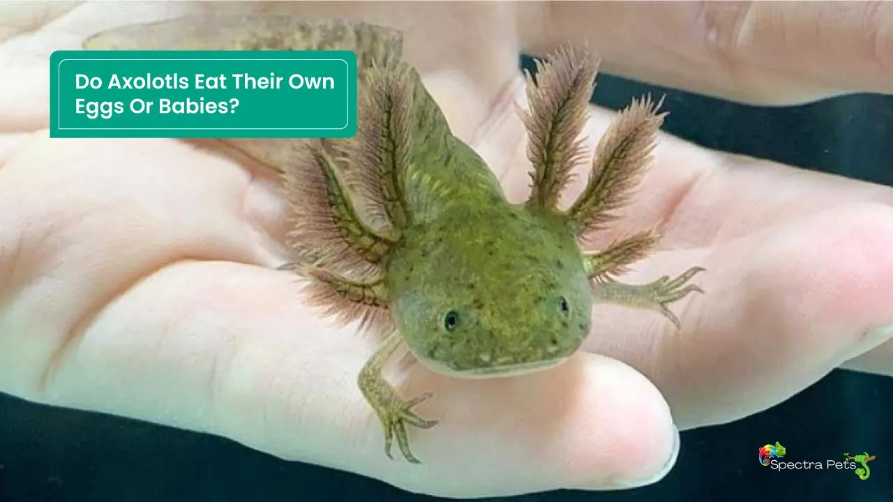 Do Axolotls Eat Their Own Eggs Or Babies? A Deeper Insight