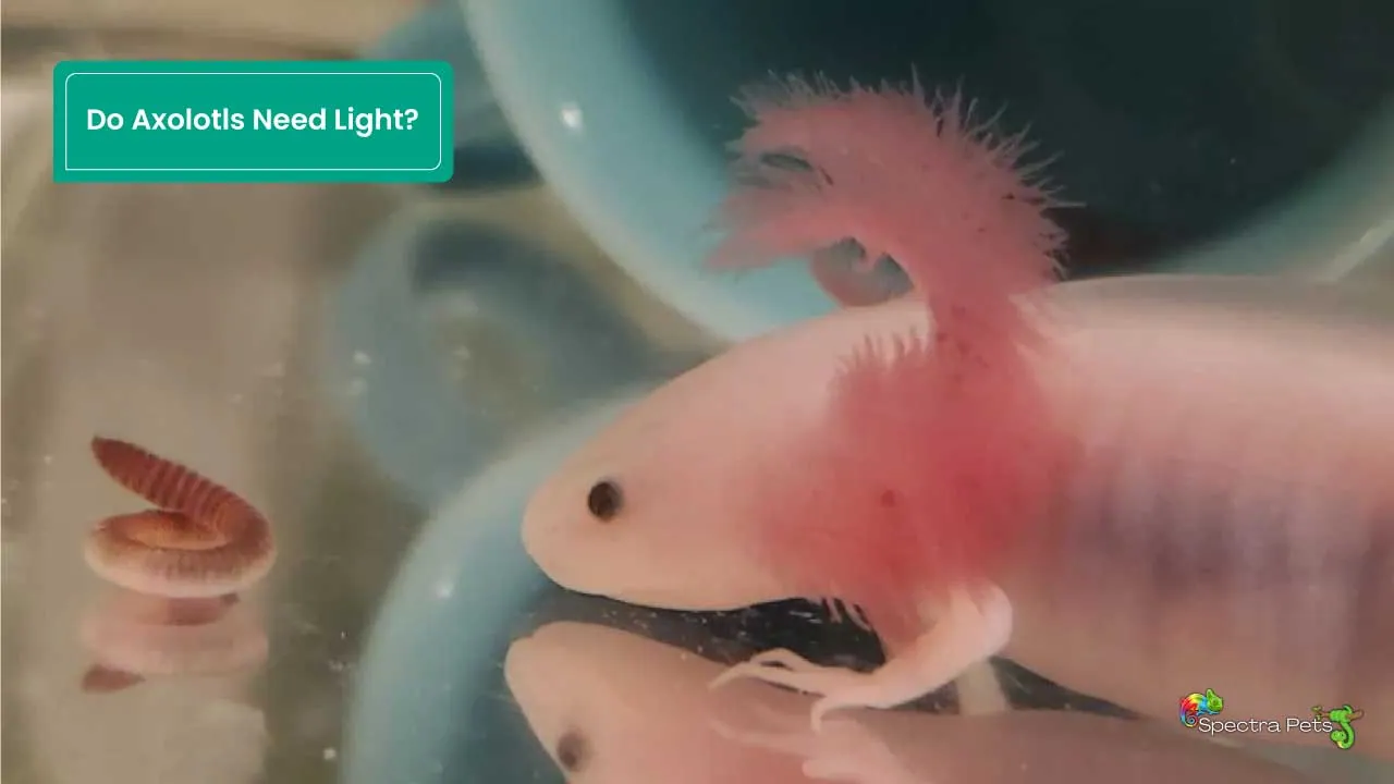 do-axolotls-need-light-how-much-is-enough