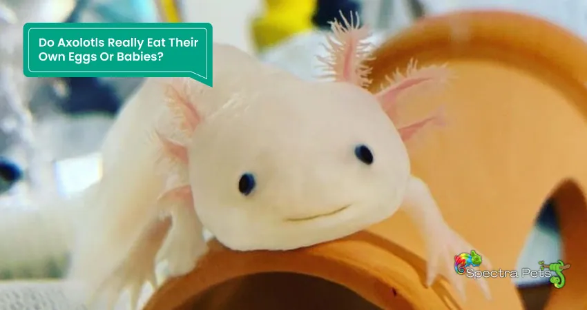 Do Axolotls Really Eat Their Own Eggs Or Babies