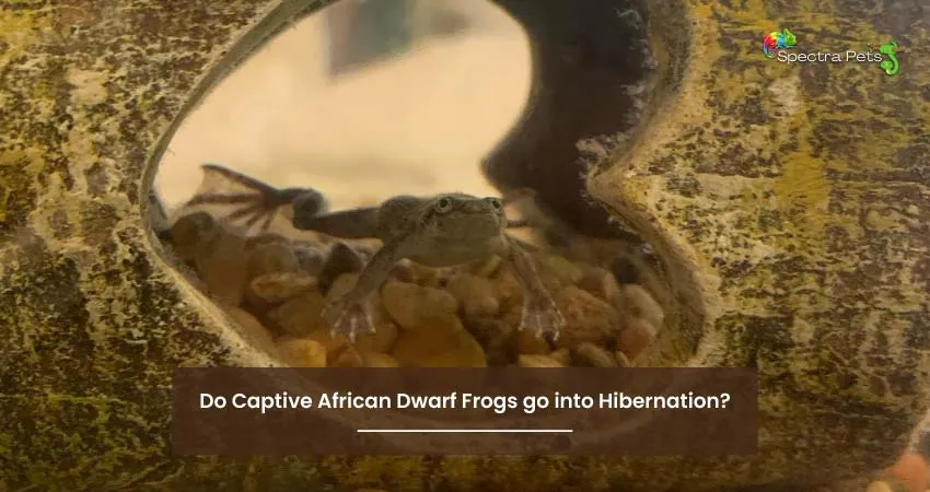 Do Captive African Dwarf Frogs go into Hibernation