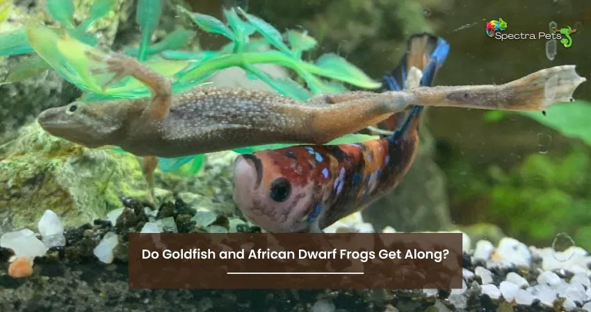Do Goldfish and African Dwarf Frogs Get Along