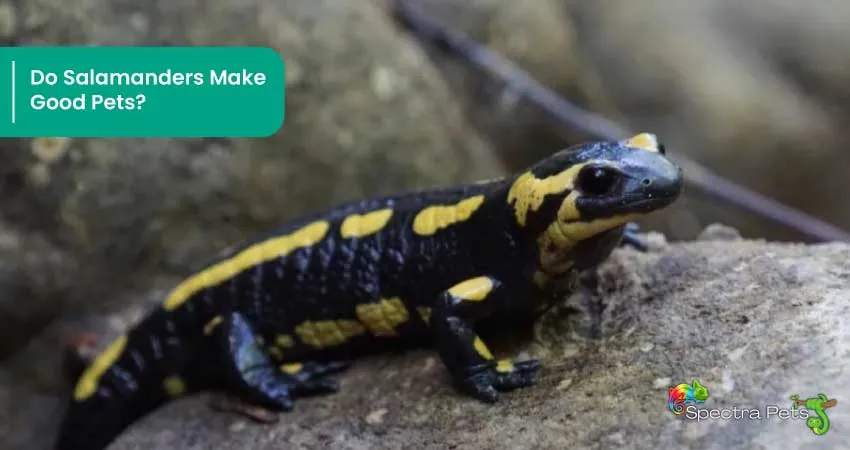 Do Salamanders Make Good Pets