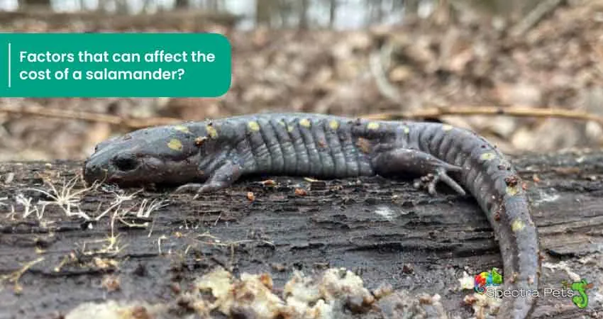 Factors that can affect the cost of a salamander