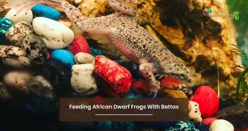 Feeding African Dwarf Frogs With Bettas