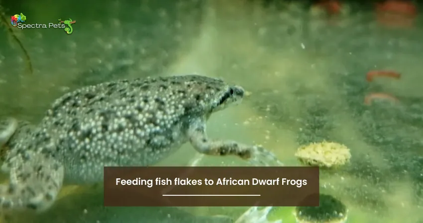 Feeding fish flakes to African Dwarf Frogs