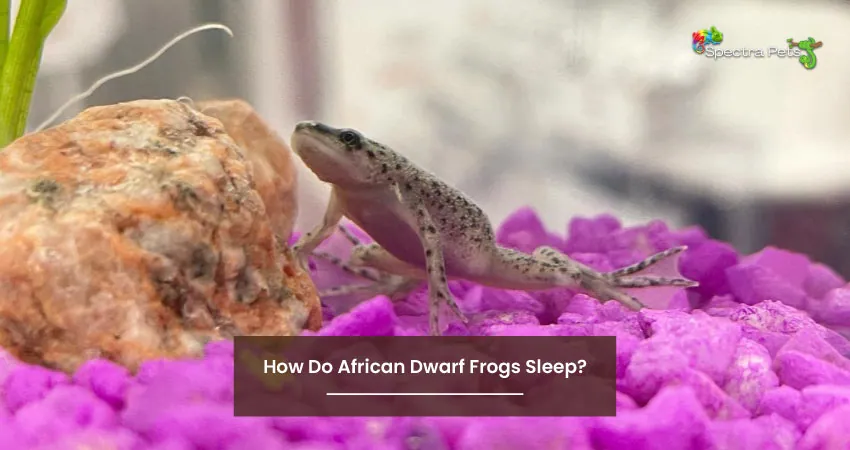 How Do African Dwarf Frogs Sleep