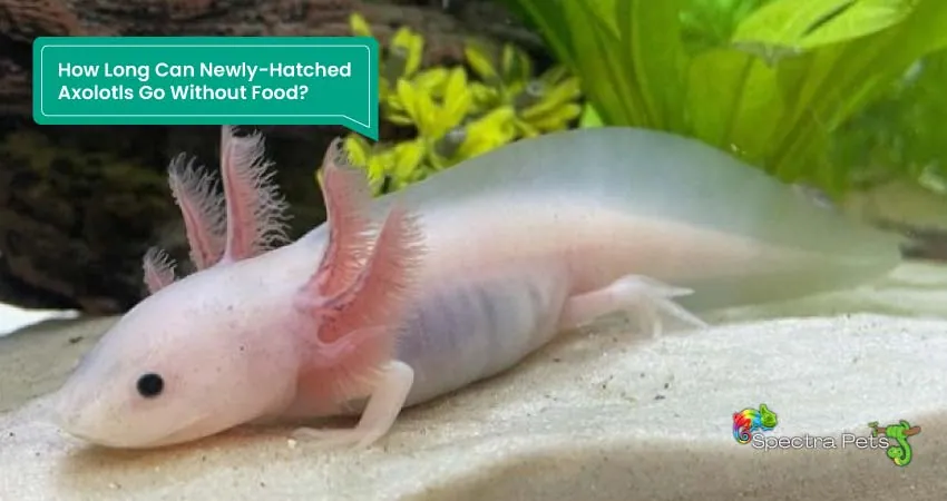 How Long Can Newly Hatched Axolotls Go Without Food