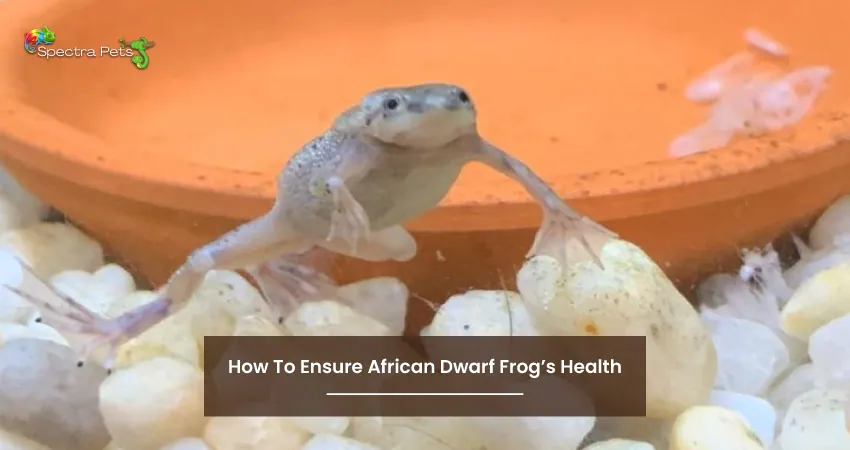 How To Ensure African Dwarf Frogs Health