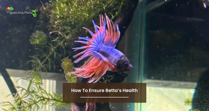 How To Ensure Bettas Health